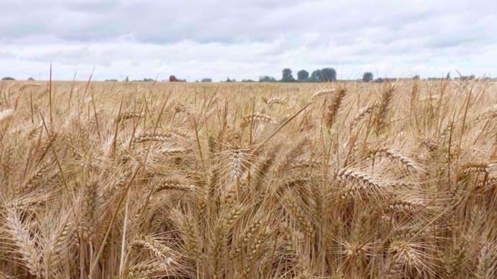 En 2019, Alexis Patria a obtenu un rendement de 10 t/ha, et un rendement moyen sur cinq ans compris entre 8,5 et 9 t/ha pour son blé. (©Terre-net Média)<span style="font-size: 14px; text-align: justify; color: #000000;"> 