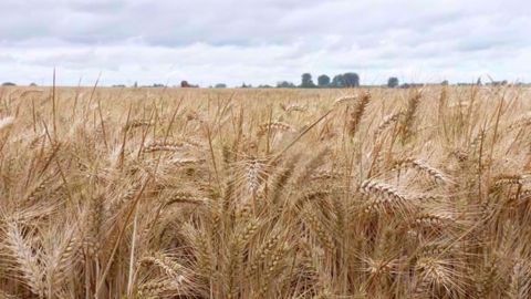 En 2019, Alexis Patria a obtenu un rendement de 10 t/ha, et un rendement moyen sur cinq ans compris entre 8,5 et 9 t/ha pour son blé. (©Terre-net Média)<span style="font-size: 14px; text-align: justify; color: #000000;"> En 2019, Alexis Patria a obtenu un rendement de 10 t/ha, et un rendement moyen sur cinq ans compris entre 8,5 et 9 t/ha pour son blé. (©Terre-net Média)<span style="font-size: 14px; text-align: justify; color: #000000;">