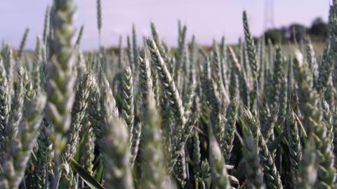 En France BASF ambitionne de couvrir, en 2020, 1,5 million d’hectares de céréales avec Revystar® XL. (©BASF)