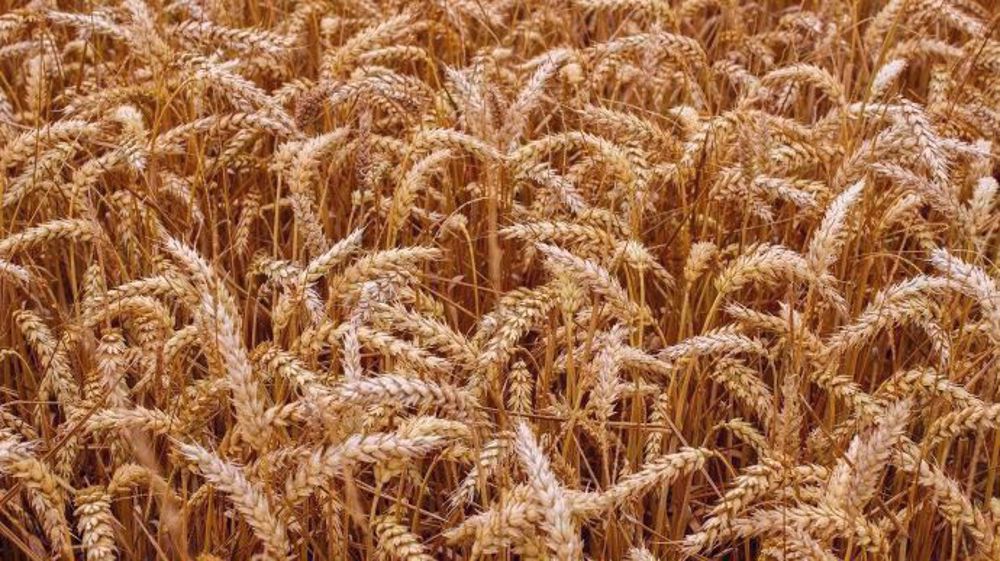 Le Gasc a acheté 465 kt de blé russe et ukrainien (©Pixabay)<span style="font-size: 14px; text-align: justify; color: #000000;"> 