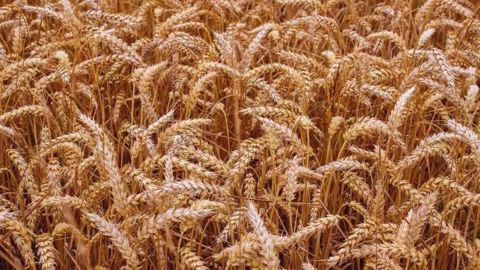 Le Gasc a acheté 465 kt de blé russe et ukrainien (©Pixabay)<span style="font-size: 14px; text-align: justify; color: #000000;"> 