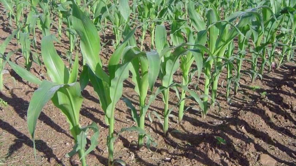 La production américaine de maïs est revue à la baisse de 3 millions de tonnes (Mt) à 347 Mt. (©Terre-net Média)