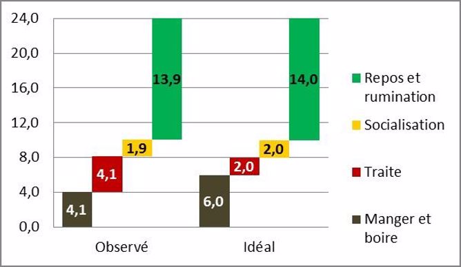 Comportement des vaches laitières : temps de repos, traite, socialisation, temps passé à l'auge.