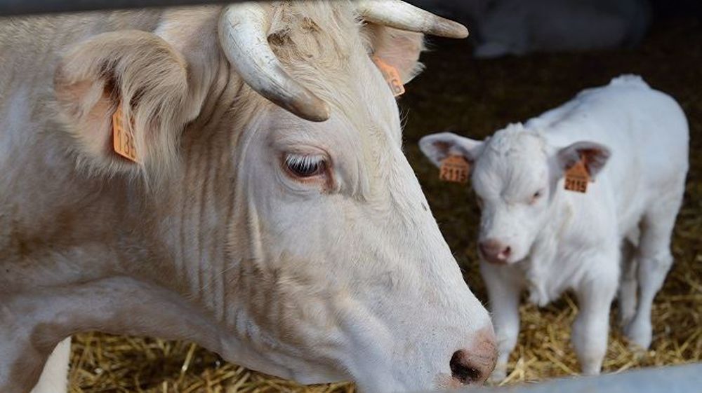 La situation des élevages bovins toujours morose après la clôture de l'hiver 2018. (©Terre-net Media) La situation des élevages bovins toujours morose après la clôture de l'hiver 2018. (©Terre-net Media)