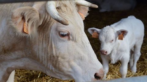 La situation des élevages bovins toujours morose après la clôture de l'hiver 2018. (©Terre-net Media) La situation des élevages bovins toujours morose après la clôture de l'hiver 2018. (©Terre-net Media)