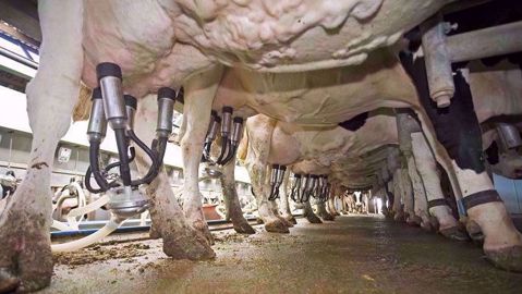 La production laitière est en hausse en Europe