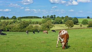 Pour maximiser le stockage du carbone, les prairies doivent rester en place au moins cinq ans. (©Pixabay) Pour maximiser le stockage du carbone, les prairies doivent rester en place au moins cinq ans. (©Pixabay)