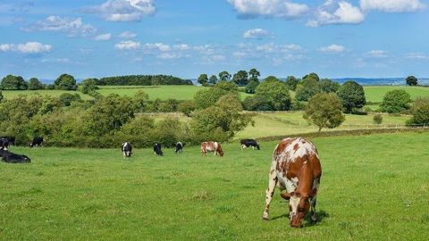Pour maximiser le stockage du carbone, les prairies doivent rester en place au moins cinq ans. (©Pixabay) Pour maximiser le stockage du carbone, les prairies doivent rester en place au moins cinq ans. (©Pixabay)