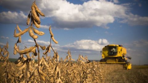 Aujourd'hui, 10 % de la production de soja est produite sous la charte Soja de France, lancée il y a un an et qui engage les semenciers, producteurs, collecteurs et transformateurs. (©Adobe Stock) Aujourd'hui, 10 % de la production de soja est produite sous la charte Soja de France, lancée il y a un an et qui engage les semenciers, producteurs, collecteurs et transformateurs. (©Adobe Stock)