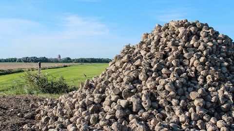La CGB estime que les prix payés aux producteurs de betteraves devraient remonter en 2021. La CGB estime que les prix payés aux producteurs de betteraves devraient remonter en 2021.