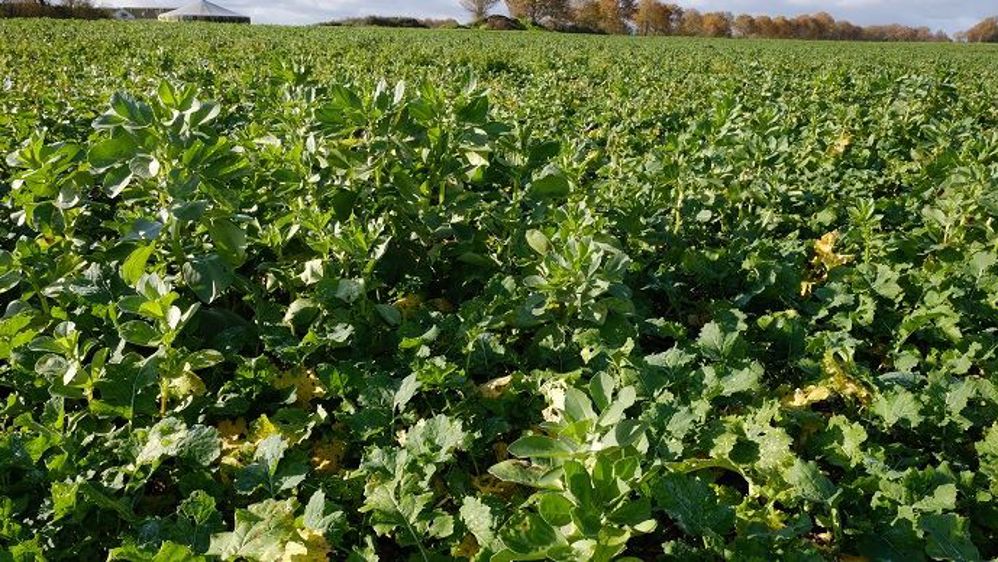 Parmi les trois plantes compagnes utilisées, seule la féverole s’est vraiment bien développée. Fenugrec et lentille sont à la peine en raison de la sécheresse au semis.