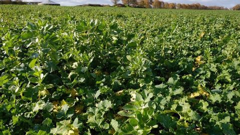 Parmi les trois plantes compagnes utilisées, seule la féverole s’est vraiment bien développée. Fenugrec et lentille sont à la peine en raison de la sécheresse au semis.