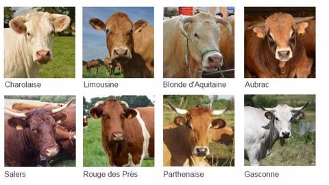 Quelles sont les performances de production et de reproduction des races allaitantes françaises ?