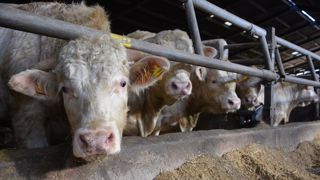 Vous avez un projet d'atelier de viande bovine ? Decibov vous aide à chiffrer sa mise en place et ainsi vérifier sa faisabilité. Vous avez un projet d'atelier de viande bovine ? Decibov vous aide à chiffrer sa mise en place et ainsi vérifier sa faisabilité.