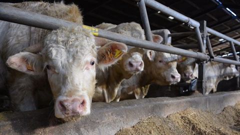 Vous avez un projet d'atelier de viande bovine ? Decibov vous aide à chiffrer sa mise en place et ainsi vérifier sa faisabilité. Vous avez un projet d'atelier de viande bovine ? Decibov vous aide à chiffrer sa mise en place et ainsi vérifier sa faisabilité.