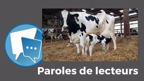  « Selon le poids des veaux à la naissance, je leur donne plus ou moins de lait, entre 4 et 6 l/j, et j'augmente progressivement les quantités », explique Ingalls. (©Terre-net Média)