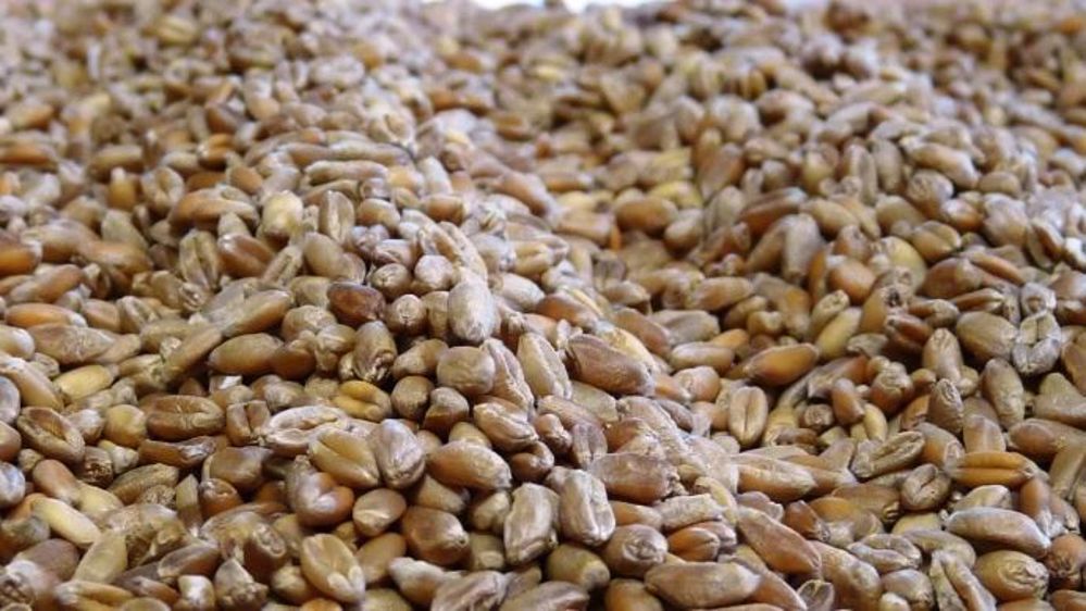 La Russie devrait exporter moins de blé que prévu sur la campagne 2019/20.  