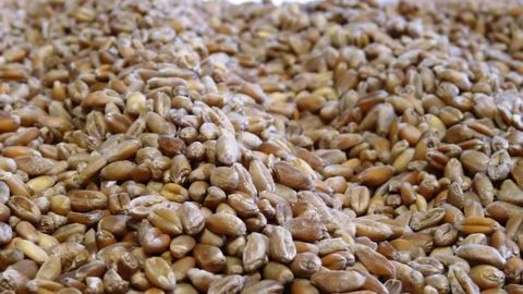 La Russie devrait exporter moins de blé que prévu sur la campagne 2019/20.  