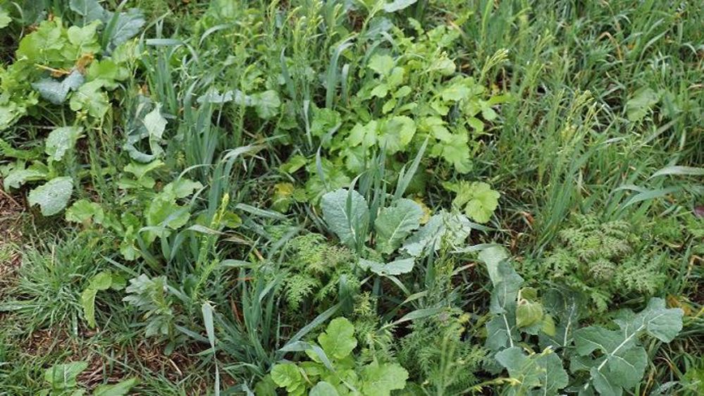 Les couverts végétaux représentent « la porte d'entrée vers l'agriculture de conservation des sols », selon Sarah Singla.