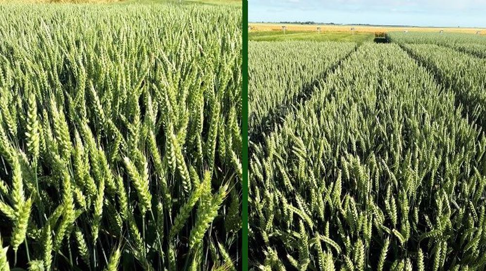 À gauche, la variété hybride Hyligo et à droite, la variété lignée Su Trasco.