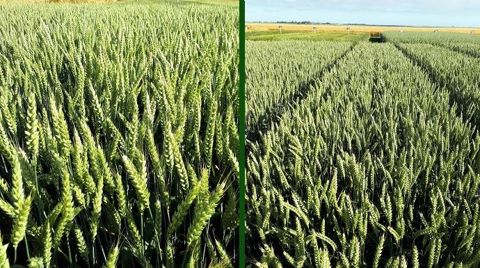 À gauche, la variété hybride Hyligo et à droite, la variété lignée Su Trasco.