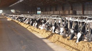 Se tourner vers la filière non OGM ? Pourquoi pas mais pas à n'importe quel prix. Attention au coût alimentaire qui peut grimper en flêche selon la stratégie choisie. (©Terre-net Média) Se tourner vers la filière non OGM ? Pourquoi pas mais pas à n'importe quel prix. Attention au coût alimentaire qui peut grimper en flêche selon la stratégie choisie. (©Terre-net Média)