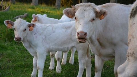 Selon le plan de filière viande bovine, les acteurs se sont engagés à ce que 40 % des volumes passent en Label Rouge d'ici 2023. (©Terre-net Média) Selon le plan de filière viande bovine, les acteurs se sont engagés à ce que 40 % des volumes passent en Label Rouge d'ici 2023. (©Terre-net Média)