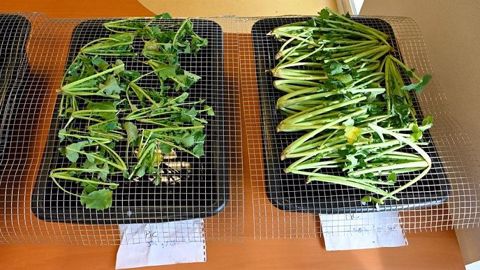 La méthode berlèse consiste à laisser sécher les plantes de colza sur un grillage au-dessus d’une bassine d’eau et à attendre que les larves quittent les plantes. On détermine ainsi le nombre de larves moyen par plante.