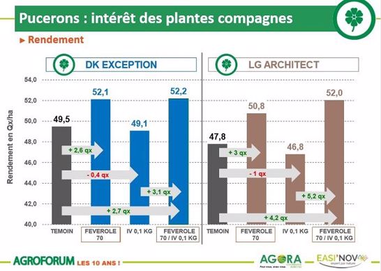 Gain de rendement avec les plantes compagnes