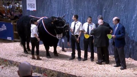 Hector SN gagne le prix de championnat mâle du concours Salers au Sia 2020. (©Sia)