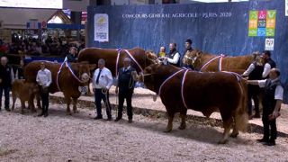 Deux bêtes corréziennes Juliuse et Malibu dominent le concours Limousine Deux bêtes corréziennes Juliuse et Malibu dominent le concours Limousine