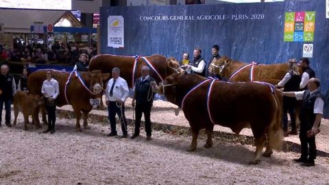 Deux bêtes corréziennes Juliuse et Malibu dominent le concours Limousine Deux bêtes corréziennes Juliuse et Malibu dominent le concours Limousine