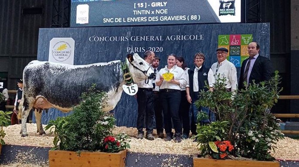 Girly, grande championne de la race vosgienne. (©Sia-CGA)