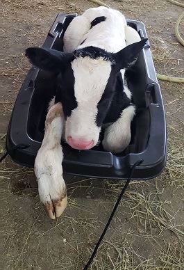 Luge utilisée pour transporter un veau