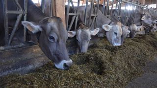 Pour éviter une saturation du marché laitier, les laiteries demandent à leurs producteurs de lever le pied sur la production. Cela passe notamment par l'alimentation du troupeau. (©Terre-net Média) Pour éviter une saturation du marché laitier, les laiteries demandent à leurs producteurs de lever le pied sur la production. Cela passe notamment par l'alimentation du troupeau. (©Terre-net Média)
