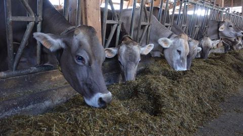 Pour éviter une saturation du marché laitier, les laiteries demandent à leurs producteurs de lever le pied sur la production. Cela passe notamment par l'alimentation du troupeau. (©Terre-net Média)