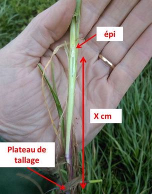 Brin de ray-grass fendu en deux pour repérer l'épi dans la gaine.