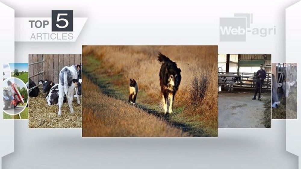Top articles de Web-agri cette semaine. (©Terre-net Média)