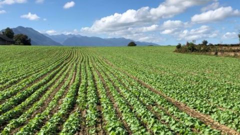 Le premier critère d’achat de Mozzar/Belkar, pour 40 % des producteurs, a été de ne pas avoir à investir dans un herbicide de prélevée, alors qu’ils ne savaient pas si leur colza allait bien lever. (©Corteva) Le premier critère d’achat de Mozzar/Belkar, pour 40 % des producteurs, a été de ne pas avoir à investir dans un herbicide de prélevée, alors qu’ils ne savaient pas si leur colza allait bien lever. (©Corteva)