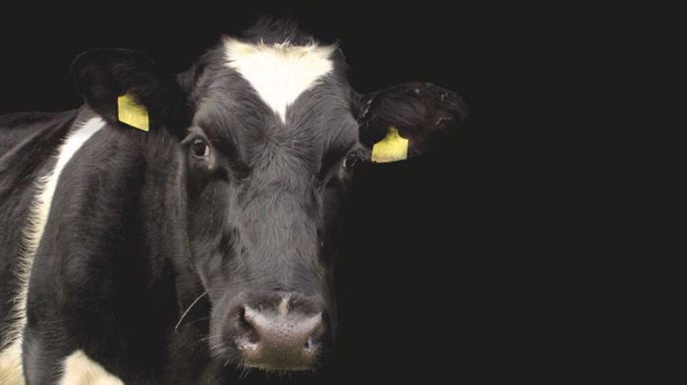 France OP Lait rappelle l'importance des OP en plein coeur de la crise de Covid-19. (©Pixabay)