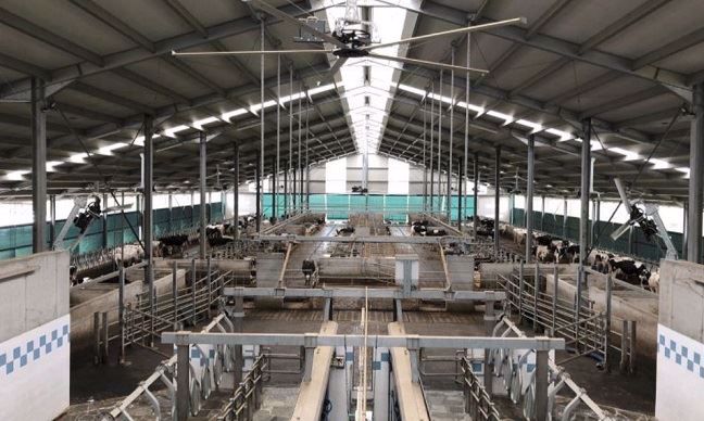 Stabulation vaches laitières