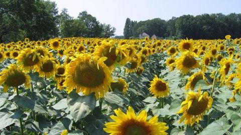 La qualité d’implantation est un facteur clé de réussite du tournesol. (©Terre-net Média) La qualité d’implantation est un facteur clé de réussite du tournesol. (©Terre-net Média)