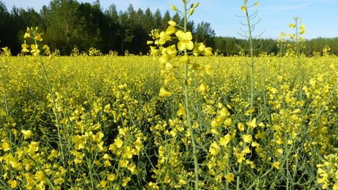 Semer du colza en 2021 ? Quels sont les leviers primordiaux, selon vous, pour obtenir un colza robuste ? N'hésitez pas à partager votre avis en commentaires. (©Terre-net Média) Semer du colza en 2021 ? Quels sont les leviers primordiaux, selon vous, pour obtenir un colza robuste ? N'hésitez pas à partager votre avis en commentaires. (©Terre-net Média)