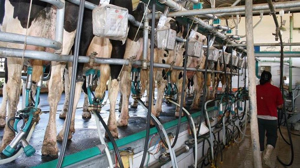 Le marché des produits laitiers n'est pas aussi transparent que celui des céréales sur les prix. (©Terre-net Média) Le marché des produits laitiers n'est pas aussi transparent que celui des céréales sur les prix. (©Terre-net Média)
