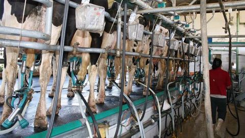 Le marché des produits laitiers n'est pas aussi transparent que celui des céréales sur les prix. (©Terre-net Média) Le marché des produits laitiers n'est pas aussi transparent que celui des céréales sur les prix. (©Terre-net Média)