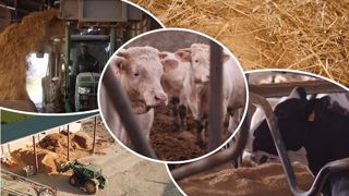 En lait en comme en viande, la Dollit permet de remplacer tout ou partie de la paille dans la litière. (©Iribarren amendements) En lait en comme en viande, la Dollit permet de remplacer tout ou partie de la paille dans la litière. (©Iribarren amendements)