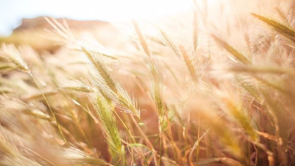 Les températures grimpent rapidement dans la Corn Belt. (©PixaBay)
