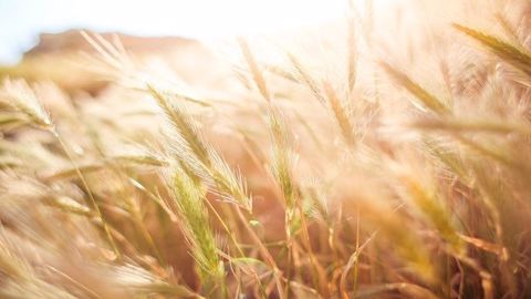 Les températures grimpent rapidement dans la Corn Belt. (©PixaBay)