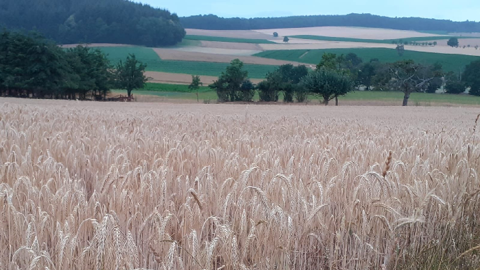La production de blé allemande est attendue à 22,4 Mt en 2020, selon la DRV. (©@MaryCKenn)