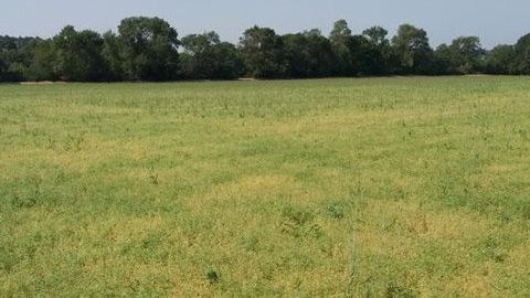 Terres Inovia recommande de récolter les lentilles dès que leur teneur en eau atteint 15-16 % d’humidité, afin de limiter la casse des graines et préserver leur faculté germinative. (©Terres Inovia) Terres Inovia recommande de récolter les lentilles dès que leur teneur en eau atteint 15-16 % d’humidité, afin de limiter la casse des graines et préserver leur faculté germinative. (©Terres Inovia)